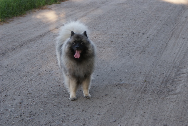 Chojnice 2.08.2009