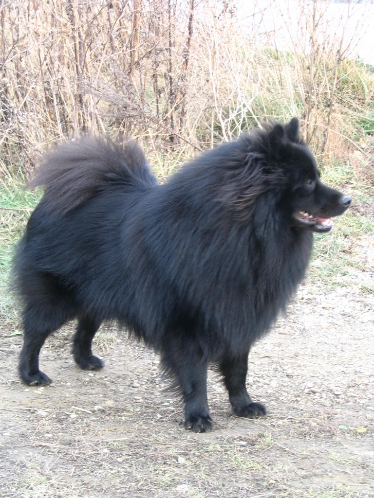 Aedismey Black Re-Jan M.