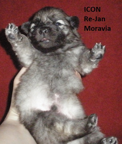 Miot I. Re-Jan Moravia