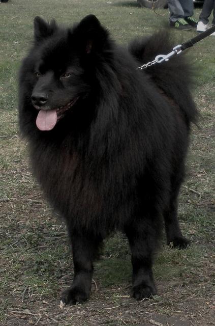 Balú Black Re-Jan Moravia