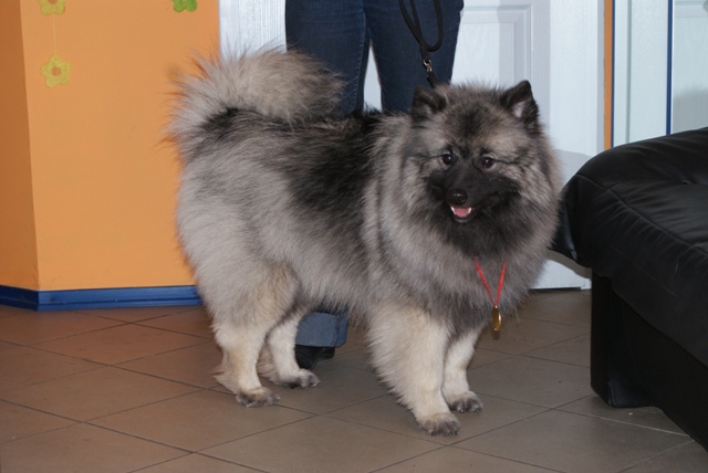 Angi