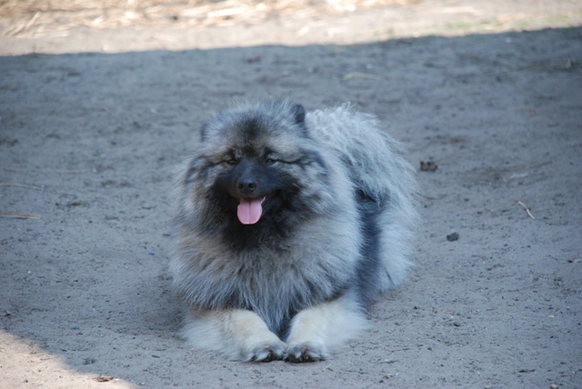 Angi
